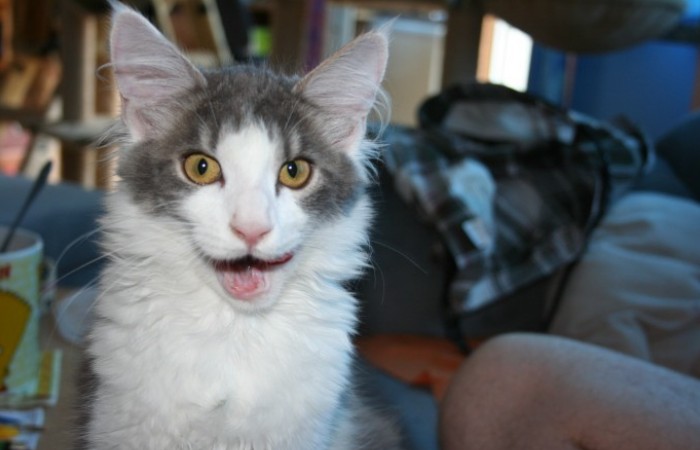 =^..^= FELLBANDE =^..^=